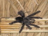 Our creepy roommate in the jungle 'lodge'