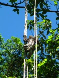 A Perezoso climbing up s-l-o-w-l-eeeeee - high up in the trees, cute little fluffy Tarzan