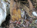 Ayahuasca - the vein (liaan) - it has a beautiful ¨heart¨!