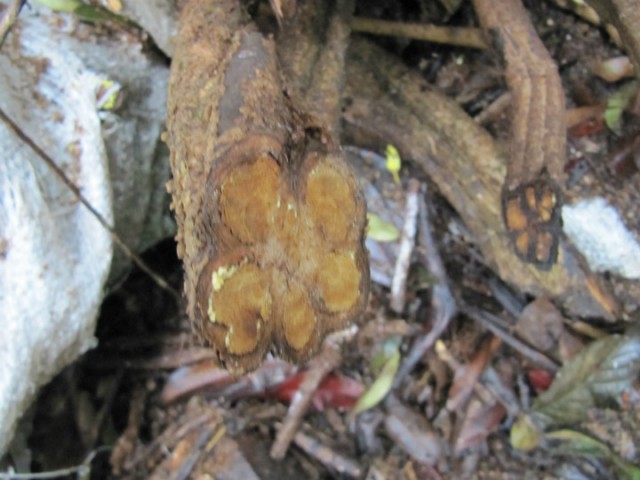 Ayahuasca - the vein (liaan) - it has a beautiful ¨heart¨!