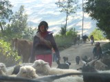 Taxi ride to Tantamayo - many herds on the road!