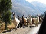 Drive from Huancavelica to Ayacucho - I LOVE the llamas, they´re so awesome!