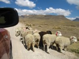 Drive from Huancavelica to Ayacucho - sheeeeeep