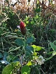 IMG_20200920_092600