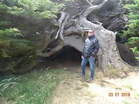 Slope Point. Horizontale bomen.