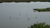 Met flamingo's
