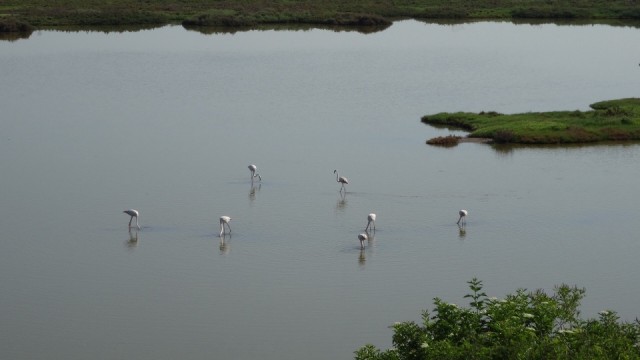 Met flamingo's