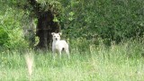 De honden die mij bijna aanvielen