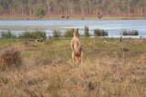 Tijdens safari Jabiru Lodge