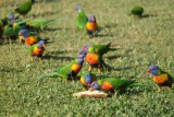 De huisdieren van Magnetic Island