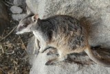 Rock Wallabies