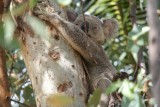 Koala op Magnetic Island