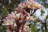 prachtige bloemen