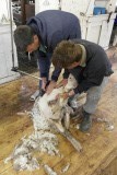 Richard helpt met schapen scheren bij Trevor op de farm