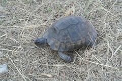Wildlife op Kos