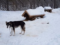 Op de Husky Farm