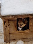 Husky Farm