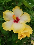 Bloemen pracht