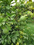 Citrus gaard van Galea