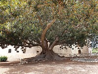 Kasteel Donnafugatta
