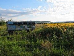 Zonnebloemvelden alom samen met een bijenkar
