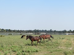 Wilde natuur, Wilde paarden, grazende koeien en Pelikanen in de verte