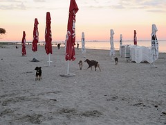 Ook straathonden hebben het strand gevonden!