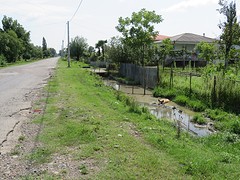 Varken in modderbadje naast de weg