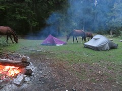 Borjomi national park waar paardjes vrij mogen rondlopen