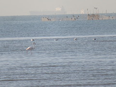 Flamingo's spotten
