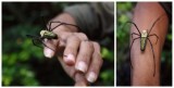 Nephila Pilipes (Engels: Golden Orb Weaver)
