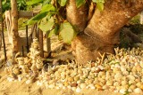 Strandtempeltuin