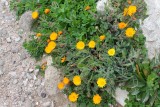 Bloemetjes