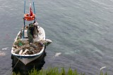 Sinop, visser