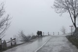 Georgie, koe in sneeuw en mist