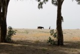 Koe op het strand