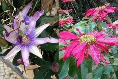 Tavira, mooie bloemen