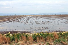 Ebro Delta (3)