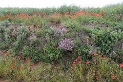 Girona, mooie berm langs het fietspad