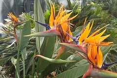 Paradijsbloemen