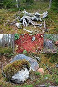 Kuusamo, mooi in het bos