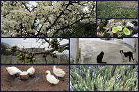 Krk, lente!