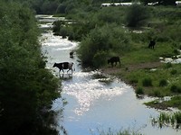 Biser, koeien die de rivier oversteken