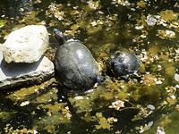 Balchik, schildpadden