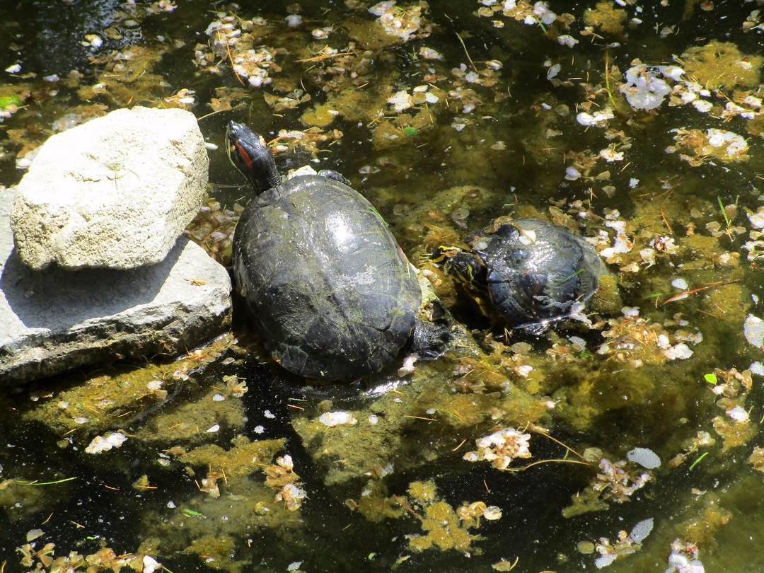 Balchik, schildpadden