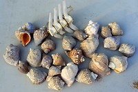 Durankulak, schelpen en een grote vissengraag