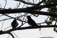 Durankulak, vogeltjes