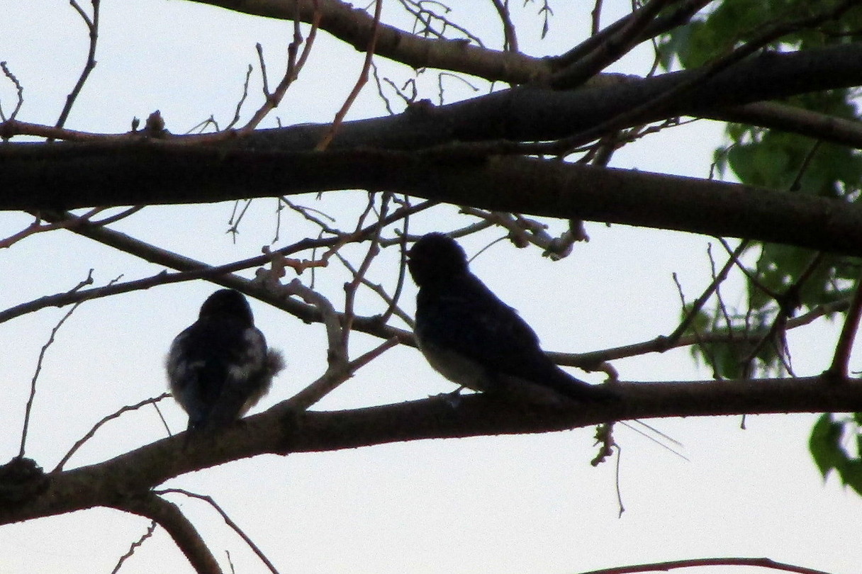 Durankulak, vogeltjes