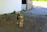 Madara, campinghusky