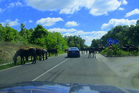 Net Mongolie, zomaar paarden op de weg